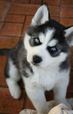 Русская Любовь