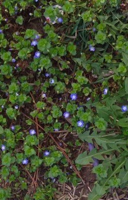 Кажется, я и в правду влюбился...