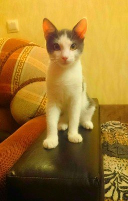 Машина сказочка: Новогодний маскарад