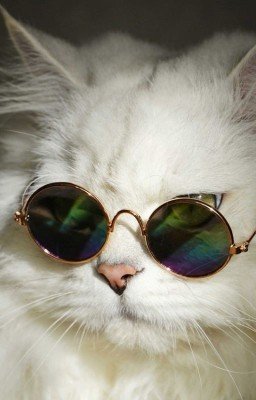 Как выжить, если ваша жена - фикрайтер