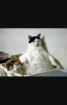 Дневник кота Фомы