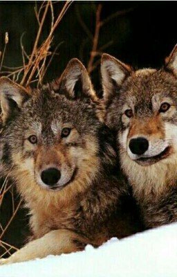 Вальс волков