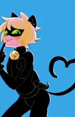 Кошачий беспредел 