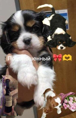 Подброшенный