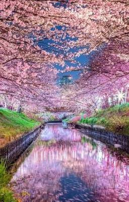 Темнейшая мечта