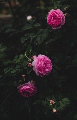 Он, Она и другие люди