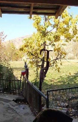 Вечно зелёное дерево! 