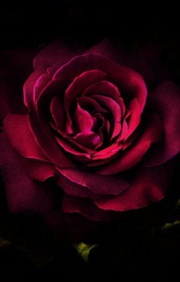 Тайна девушки по имени Роза