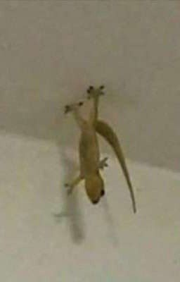 с котом навсегда ~ киллеринк