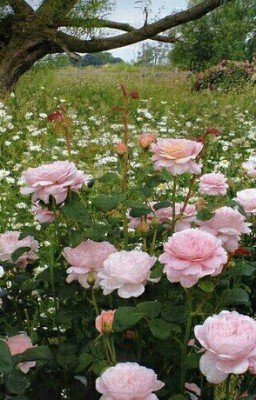 Милые Обманщицы 