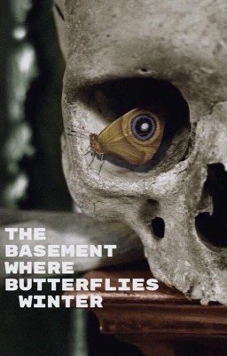 Подвал, где зимуют бабочки 🦋 