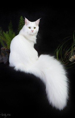 Кошечка Сакамаки