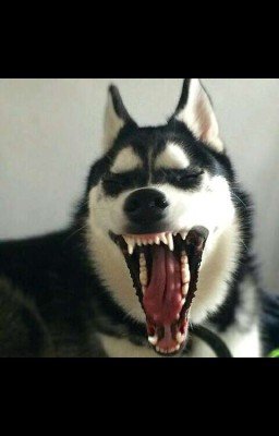 Реальный Grey Dog- брат Смайл Дога.