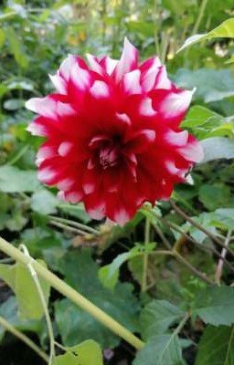 сборник разных страшилок