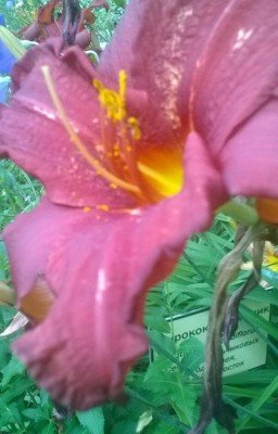 Смерть или любовь