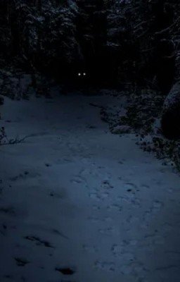 Tiny Bunny/SCP. Тёмный [Аномальный] Лес