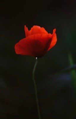 Милая заложница