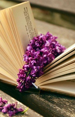 книга