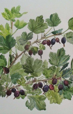 Куст крыжовника 