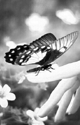 Эффект бабочки