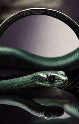 Тень Василиска