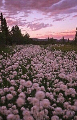 Опьяненные любовью