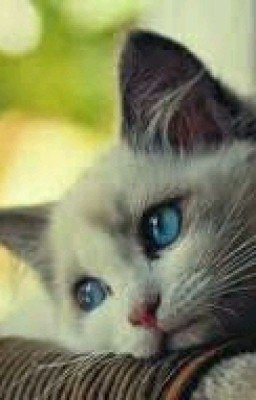 История Мурки по её дневнику.