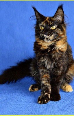 Мои персонажи.