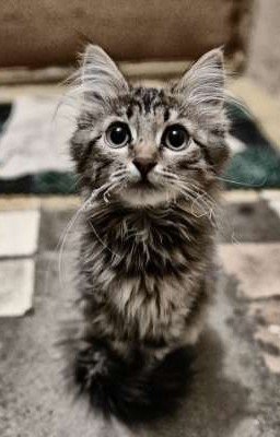 У меня дома нет. 