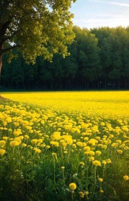 Поле одуванчиков