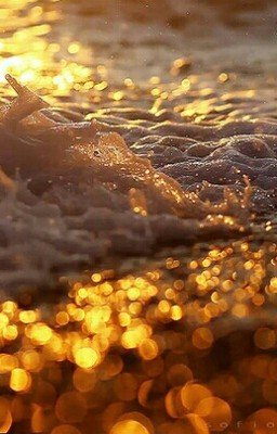 Коты-Воители. Янтарное племя.