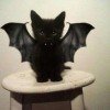 vamp-mien