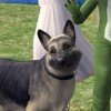 zerospore