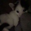 kitten1100