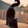 mrmiyau11