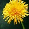 dandeloin-is-love