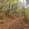 nikguriev