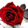 user99260446
