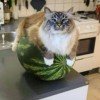 watermelon-catsl