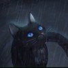 anncat7