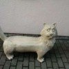 cat-kitty-mey