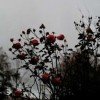 miss-fear