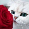 8-meow-meow-8
