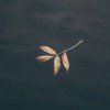 acupofsea