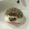 just-hedgehog12