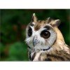 krazy-owl