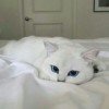 meggysun