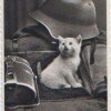 erdbeerkatze3