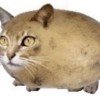 fomichii