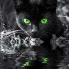 blak-cat001mya
